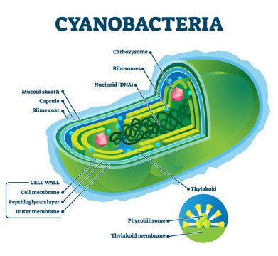 Cyanobacteria vector illustration. Labeled bacteria internal structure scheme