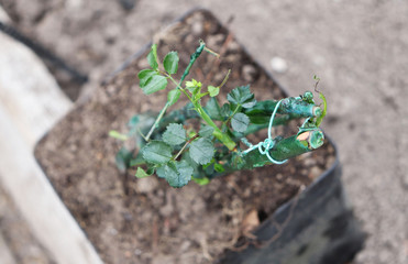 shoots of roses for planting in the greenhouse