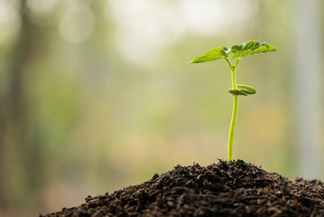 the seedling are growing from the rich soil to the morning sunlight that is shining and green nature bokeh background, new life growth ecology business financial progress, earth day, ecology concept