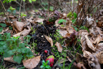 litte young rhubarb, rheum rhabarbarum, rhabarba leaves 