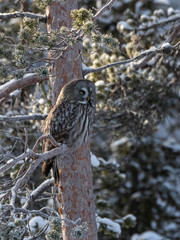 Great Grey Owl