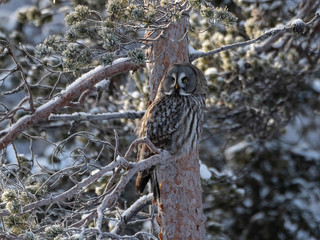 Great Grey Owl