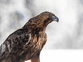Golden Eagle close up