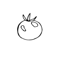 Tomato, vector illustration, hand drawing