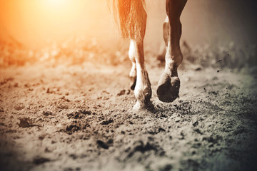 The graceful legs of a galloping horse, its hooves clattering on the sand, raising dust in the...