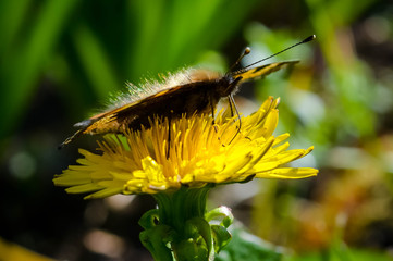 butterfly on flower