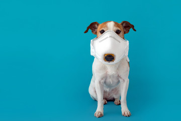 dog wearing a face mask to protect herself from infection or air pollution, Coronavirus disease...