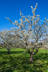 Fototapeta premium Kirschblüte in der Fränkischen Schweiz/Deutschland