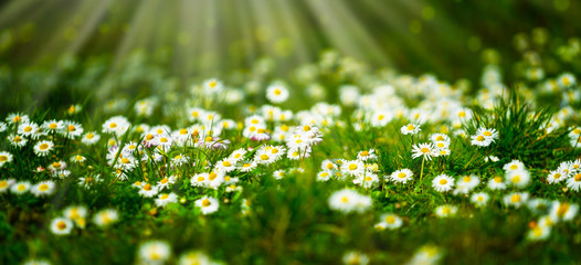 sonne scheint auf gänseblümchen © winyu