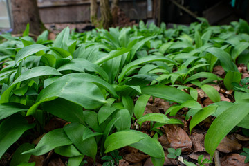 allium ursinum, bear´s garlic leaves