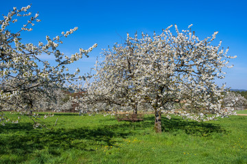 Kirschblüte in der Fränkischen Schweiz/Deutschland