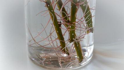 propagation of plants by cuttings 