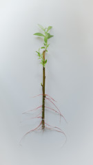 propagation of plants by cuttings 