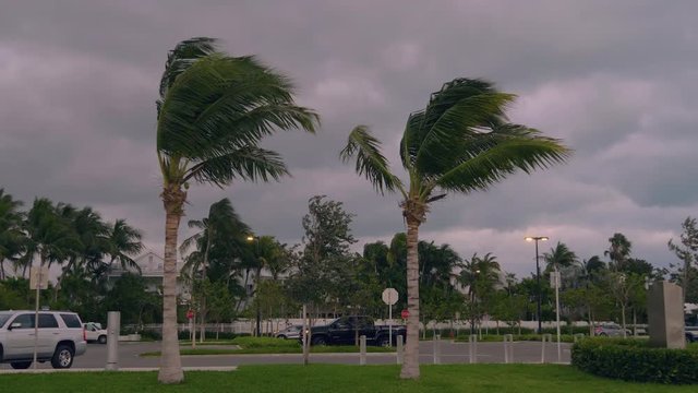 HAND HELD SHOT: Closeup of the tops of two palm trees blowing on a windy, cloudy day with buildings in the background. Stormy strong wind bends palm trees in Florida, USA. A storm warning concept.