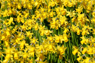Fototapeta premium Close up of a mass of yellow tete-a-tete spring flowering daffodils in a flower border