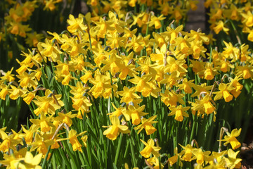 Close up of a mass of yellow tete-a-tete spring flowering daffodils in a flower border