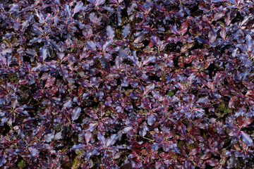 Close up detail of purple pittosporum leaves
