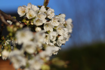 Macro Blooming Seasons of Flowering Cherry Trees on typical czech garden with many fruit trees. Blossom of Prunus avium is ready for pollinate. Blue sky and sweet pollen