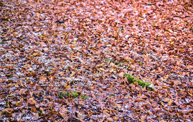 fresh snow falling on leaves in the autumn forest