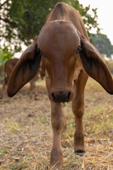 portrait of a young cow