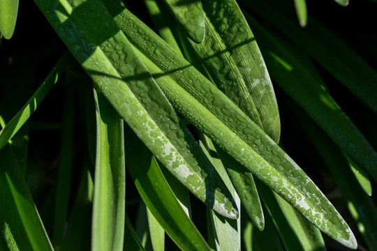 Fondo de la planta de Amaryllis Belladona. Sus hojas brillantes son estrechas y en forma de correa.