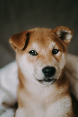 portrait of a shiba-inu puppy
