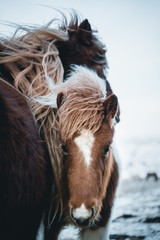 portrait of horse in winter