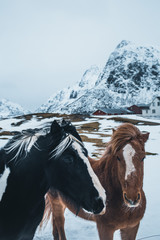 two horses in the snow