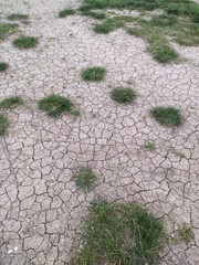 path in the garden