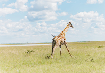 Giraffe Running Full speed