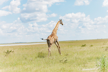 Giraffe Running Full speed