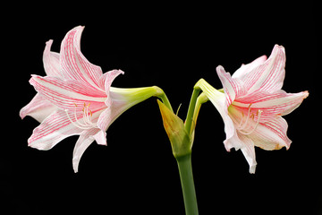 pink lily isolated on black background