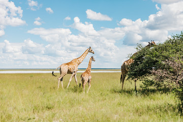 Naklejka premium Mother Giraffe with your young one