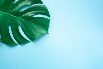 Monstera leaf background. Tropical jungle palm leaves on blue background. Copy space. summer minimal background flat lay, view from top