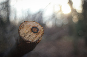 pruning old branches in the garden 