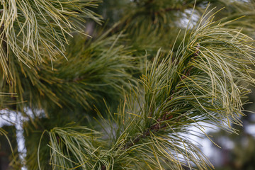 Pinus sibirica or Siberian pine, cedar branch with green needles close-up