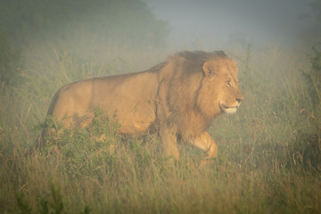 Male lion walking through grass in mist