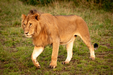 Male lion walking left in short grass