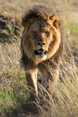 Male lion walking towards camera in grass