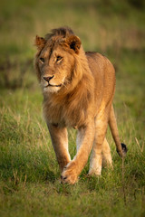 Male lion walks across grass in savannah