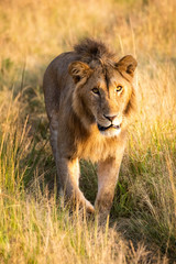 Male lion walking towards camera on track