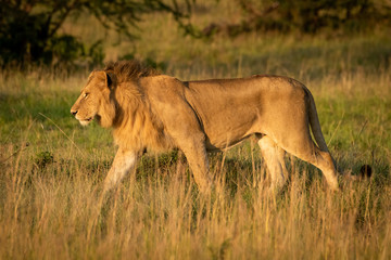 Male lion walks left in long grass