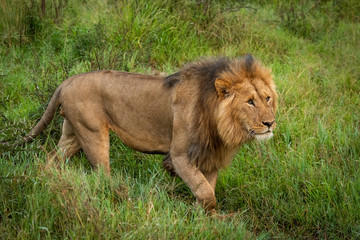 Male lion walks in grass lifting paw