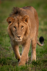 Male lion walks straight towards the camera
