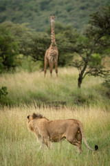 Naklejka na ściany i meble Male lion watches Masai giraffe in savannah