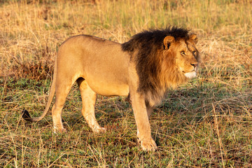 Male lion walks through grass turning head