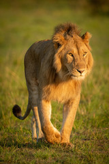 Male lion walks towards camera in grassland