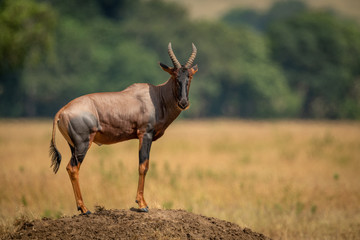 Obraz premium Male topi stands on mound eyeing camera