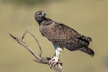 Martial eagle cocks head on dead tree