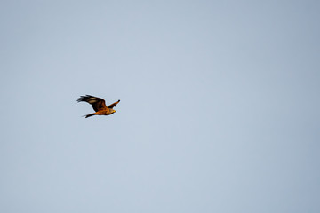 Kite bird flying against clear plain sky